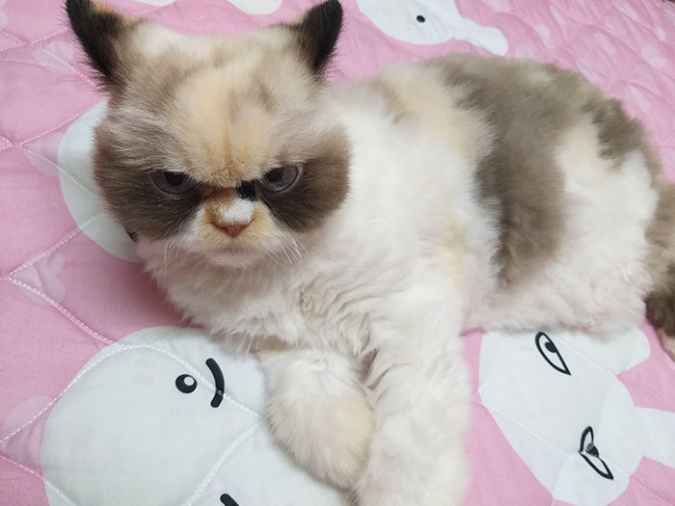 Но зовут её Мяу Мяу, в интернете появилась новая пушистая grumpy cat. 