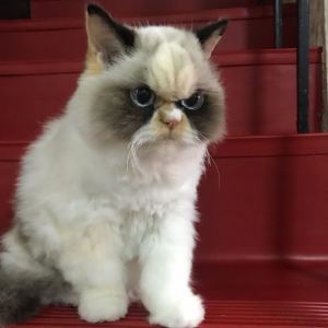 Но зовут её Мяу Мяу, в интернете появилась новая пушистая grumpy cat. 